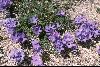 <em>Linanthus parryae</em>